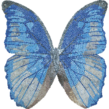 AN1012<BR>Beautiful Soft Blue Butterfly Mosaic