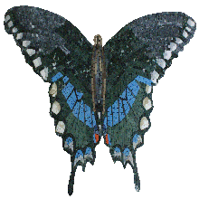 AN1017<BR>Butterfly Passion Mosaic