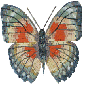 AN1014<BR>Beautiful Vibrant Shades Butterfly Mosaic