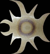 CR531 Big artistic beige flower on black background